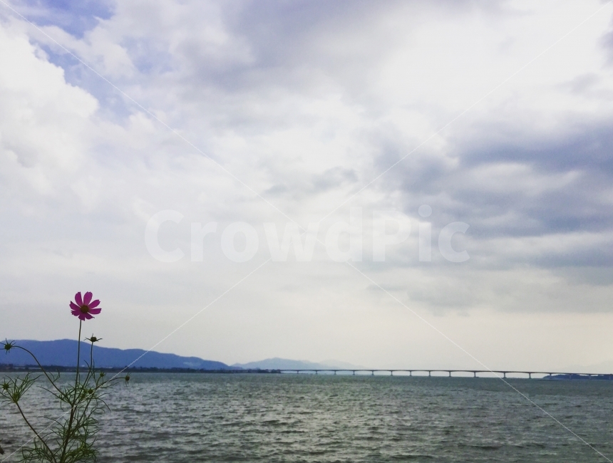 꽃,코스모스,바다,삼천포,구름,꽃한송이,외로움,평온함,자연,자연,풍경,nature,landscape,가을,계절,fall,autumn,season,식물,plants,꽃,flower