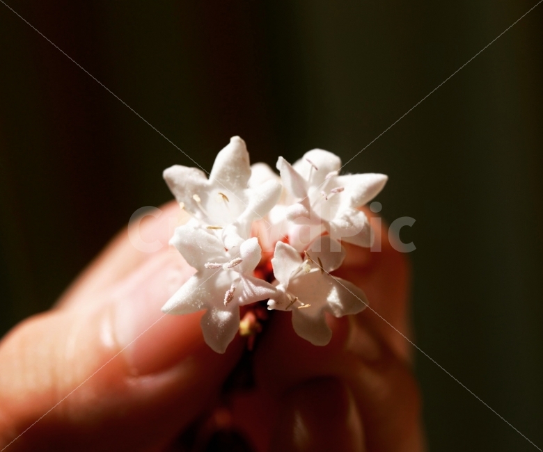 꽃,flower,자연,접사,스냅,식물,자연,plants,nature,꽃,flower,사람,인물,인간,human,person