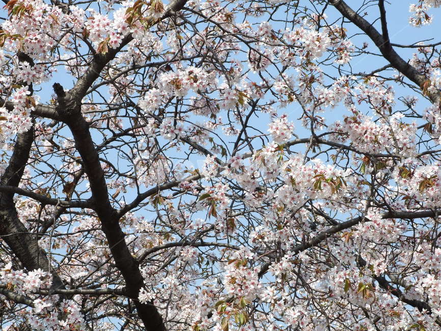 봄,꽃,식물,나무,봄꽃,봄,계절,spring,season,식물,자연,plants,nature,꽃,flower,plant,blossom,cherry blossom,벚꽃
