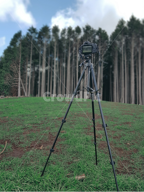 삼각대,배경사진,배경화면,tripod,컨셉,편백나무,숲,green,카메라,camera,하늘,sky,나무,tree,웅장,아웃포커스