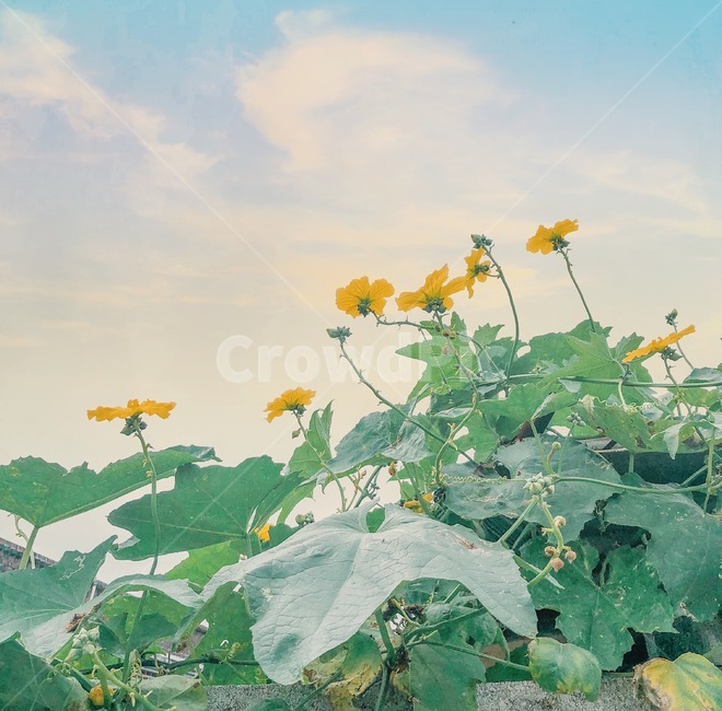 꽃,자연,식물,가을,하늘,식물,자연,plants,nature,꽃,flower
