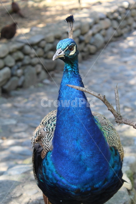 peacock,zoo,peahen,공작,animal,동물,bird,새,동물원,조류,아름다운,화려한,colorful,파란,blue,동물,animal,조류,새,birds