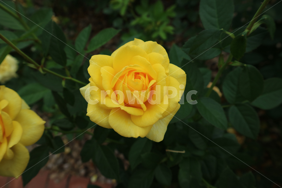 blossom,flower,꽃,rose,장미,plant,식물,노란장미,노란꽃,식물,자연,plants,nature,꽃,flower