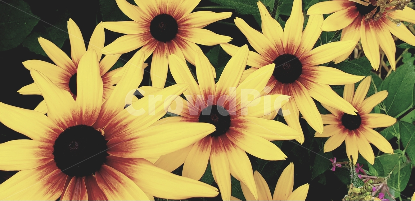 루드베키아,꽃,flower,노랑색,backgroundimage,배경이미지,다년생,여름꽃,자연,야생화,nature,배경,배경화면,색감,바탕,텍스쳐,질감,패턴,이미지,식물,자연,plants,nature,꽃,flower