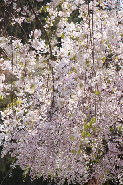 수양벚꽃,봄,핑크,맑음,풍경,봄,계절,spring,season,식물,자연,plants,nature,꽃,flower,plant,cherry blossom,벚꽃,blossom