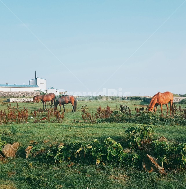 제주도,우도,말,평화,여유,평화로운,여유로운,동물,animal,포유류,mammal