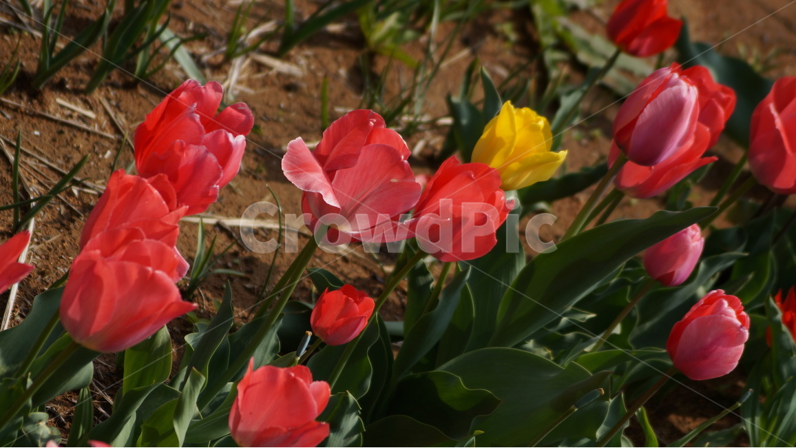 튜립,튜립꽃,꽃,자연,풍경,봄,계절,spring,season,식물,자연,plants,nature,꽃,flower,plant,blossom,geranium,제라늄