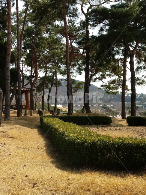 나무,나무가지,나무줄기,식물,treetrunk,plant,tree,outdoors,자연,소나무,회양목,잔디,바닥