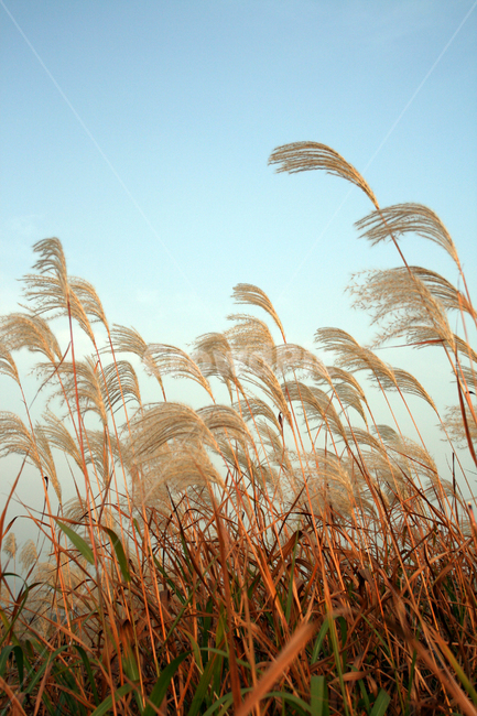 억새,식물,plant,가을,하늘,가을,계절,fall,autumn,season,식물,자연,plants,nature