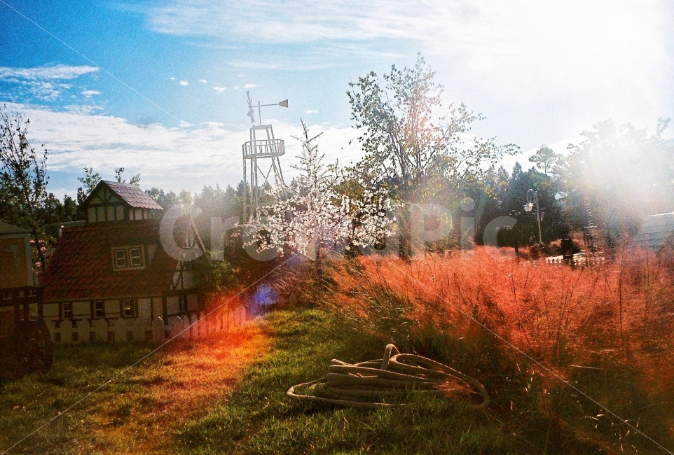 필름사진,핑크뮬리,감성,감성사진,필름,자연,풍경,nature,landscape,감성,sensible,feeling,plant,식물,grass,잔디