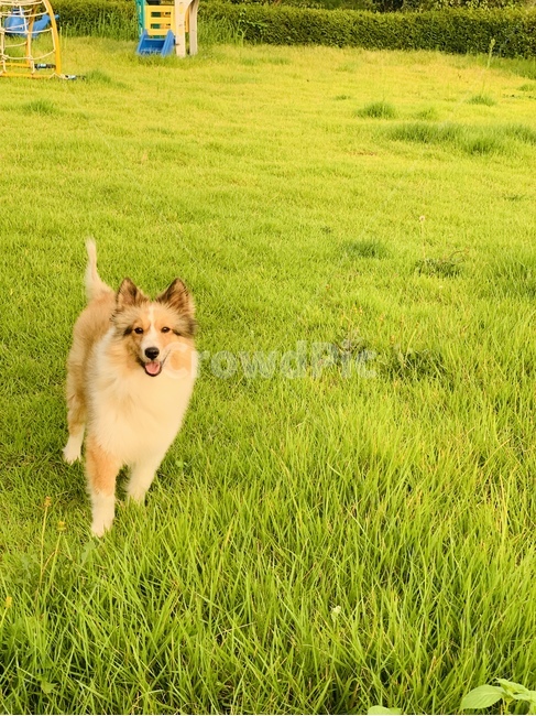 셔틀랜드쉽독,반려견,웃는강아지,강아지,산책중