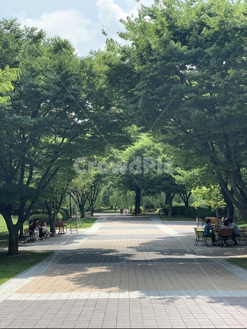 공원,식물,나무,초록색,길,그림자