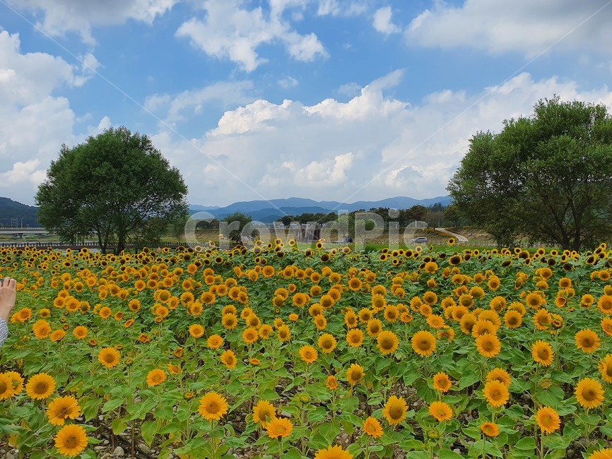 해바라기들판,만발한해바라기,식물,꽃,노란해바라기,자연,풍경,nature,landscape