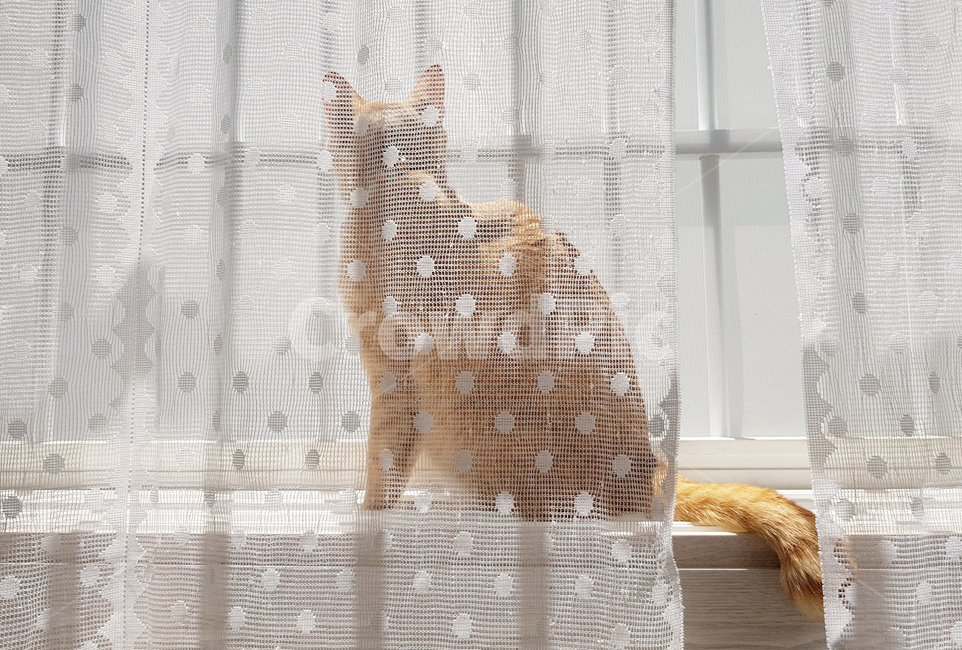 고양이,cat,치즈태비고양이,반려동물,노란색고양이,동물,animal,포유류,mammal,고양이,cat,kitten,kitty