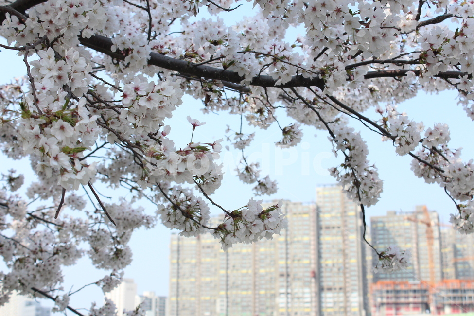 벚꽃,봄풍경,꽃,사쿠라,풍경,봄,봄,계절,spring,season,식물,자연,plants,nature,꽃,flower,건축물,건물외관,exterior,building,structure,architecture,construction,plant,blossom
