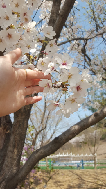 꽃,벚꽃,봄,plant,감성