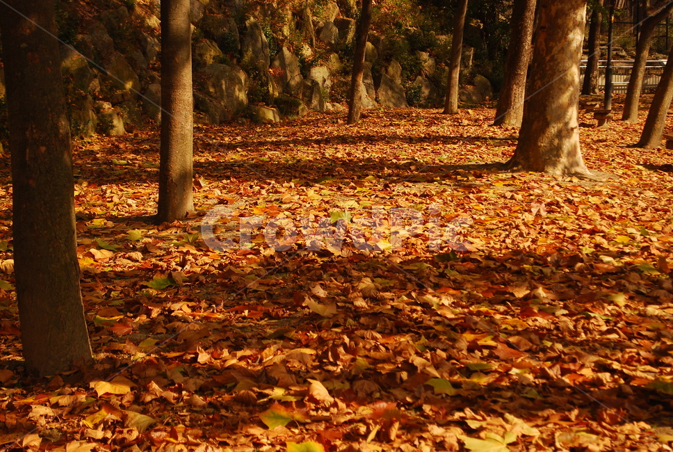 단풍,나무,가을,잎,식물,tree,나무줄기,treetrunk,plant,바닥,ground,leaf