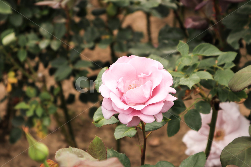 장미,로즈,꽃,분홍,자연,rose,flower,핑크,pink,분홍꽃,실외,식물