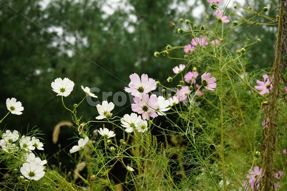 가을,코스모스,전령사,분홍색,cosmos,fall,autumn,감성사진,가을풍경,식물,자연,plants,nature,꽃,flower