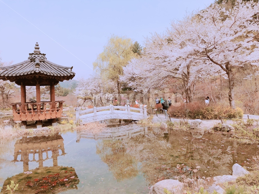 아침고요수목원,연못,벚꽃,정좌,풍경