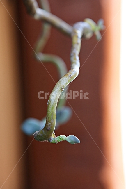 선인장,다육식물,식물,자연,가을,계절,실외,화분,식물,자연,plants,nature