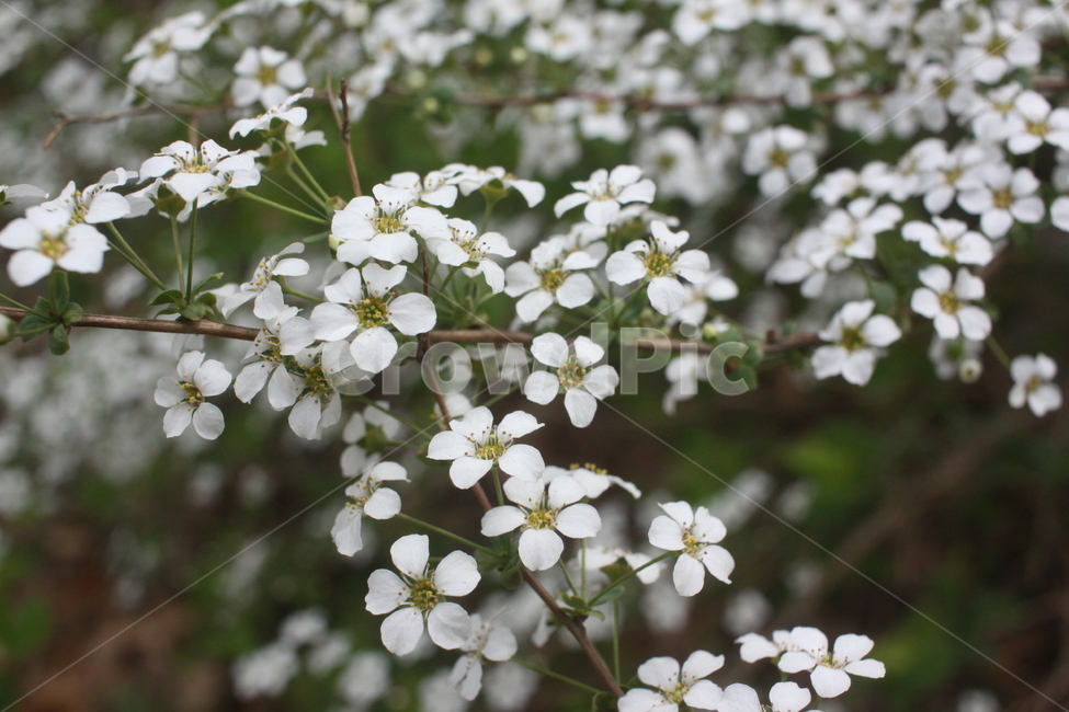 plant,식물,꽃,flower,조팝나무