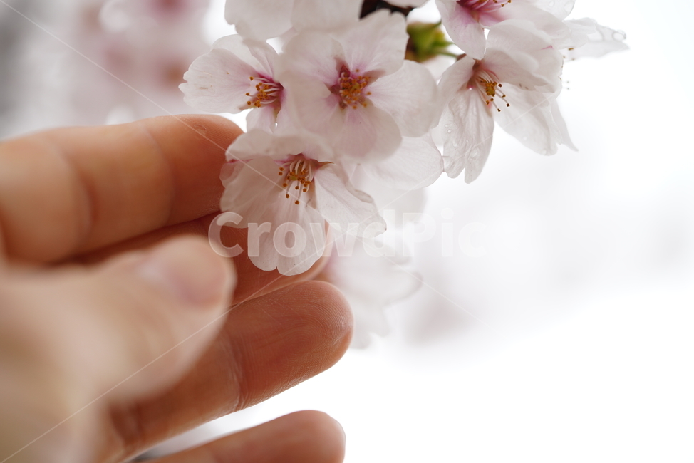 벚꽃,꽃,플라워,봄,봄꽃,flower,흰색,화이트,느낌,감성,접사,계절,나무,식물,생명,생물,봄,계절,spring,season,식물,자연,plants,nature,꽃,flower,신체일부,몸,body,plant