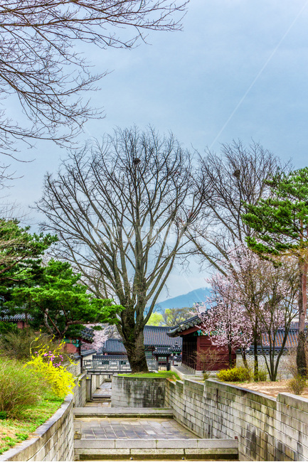 비원,고궁,봄,문화유산,문화재,배수로,봄,계절,spring,season,한국전통,한국문화,korean traditional,korean culture,랜드마크,landmark,tourist attraction,한국랜드마크,한국관광지,한국명소,korea landmark,korea tourist attraction,outdoors,옥외,nature,자연,plant,식물,tree,나무,rural,농촌,building,건물