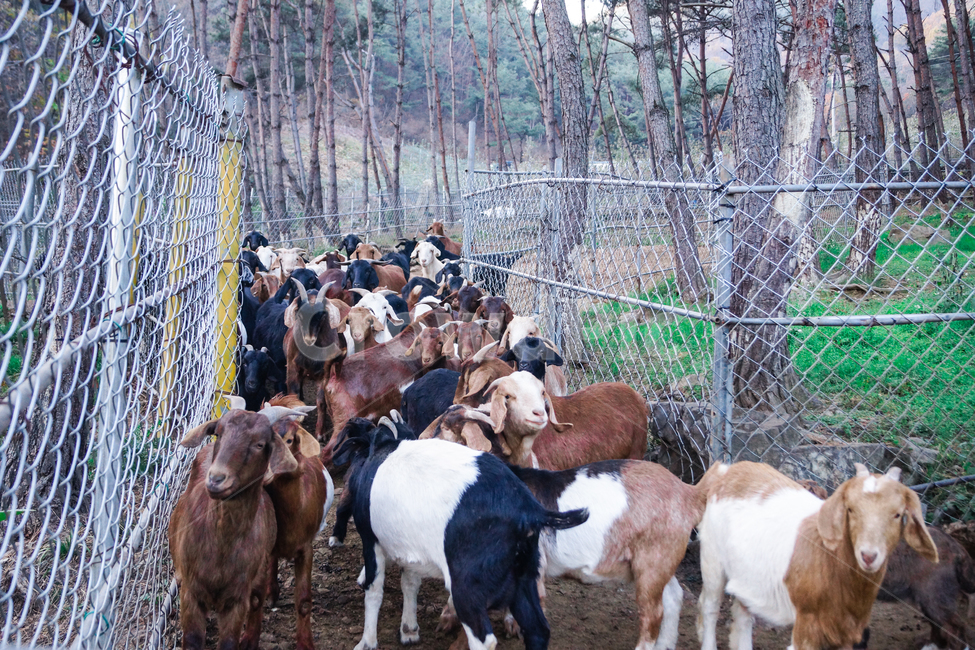 염소,흑염소,산,염소들,동물들,동물,animal,포유류,mammal,산업,industry,industrial,목축업,목장,livestock farming,ranching,pasture