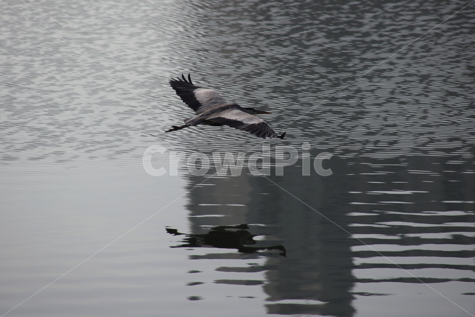 왜가리,새,대형조류,야생동물,heron,동물,animal,조류,새,birds