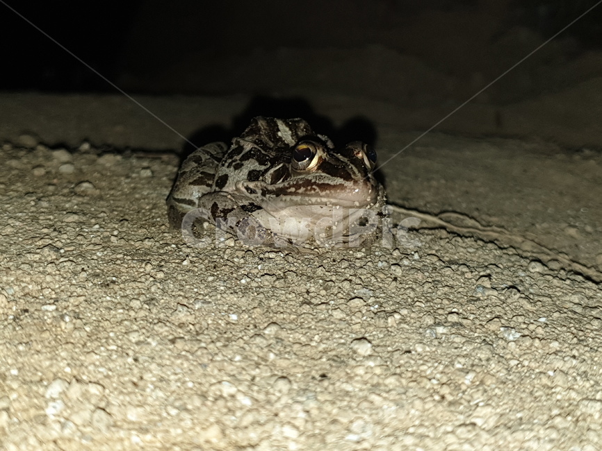 개구리,토종개구리,양서류,동물,frog,animal,amphibian,batrachian