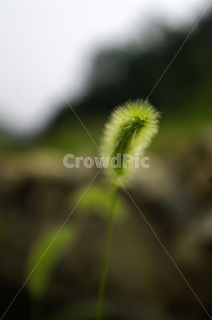 식물,plant,강아지풀,잡초,초록,식물,자연,plants,nature