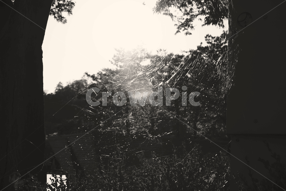 거미,거미줄,균열,자연,감성,나무,간격,햇빛,고립,spider,spiderweb,nature,korea,자연,풍경,nature,landscape,흑백,모노톤,monochrome,black and white