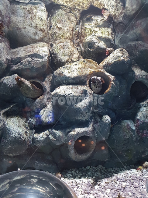 돌,물,수족관,아쿠아리움,물고기,어류,물고기,fish