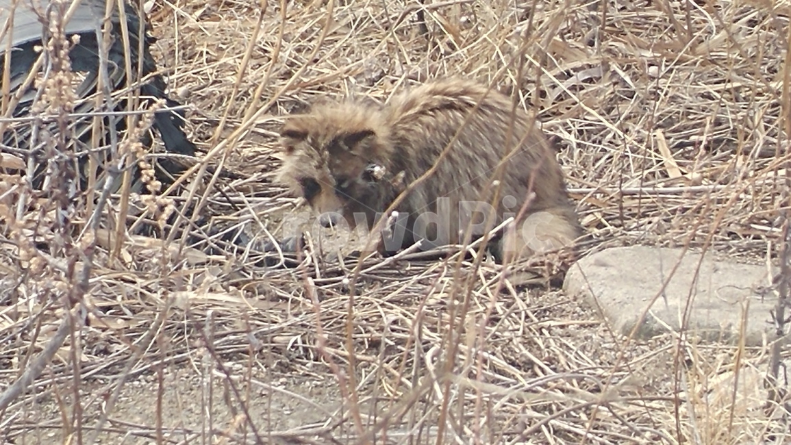 야생동물,너구리,동물,animal,포유류