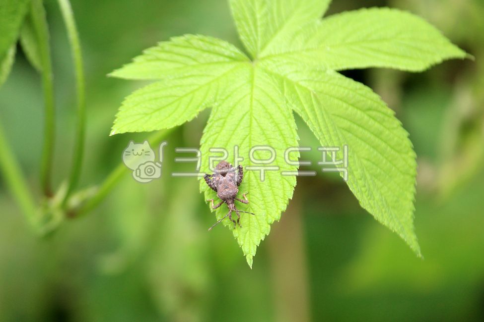 insect, 곤충, animal, 동물, 무척추동물, 사진,이미지,일러스트,캘리그라피 - benjamin작가