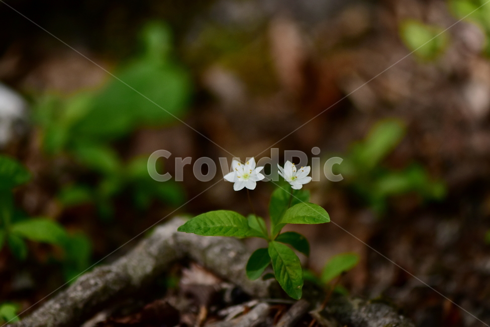 참기생꽃,야생화,식물,자연,꽃,플라워,생태,힐링,wildflower,flower,plants,nature,season,감성,느낌,emotion,feeling,앵초목,앵초과,여러해살이풀,희귀식물,기생꽃속