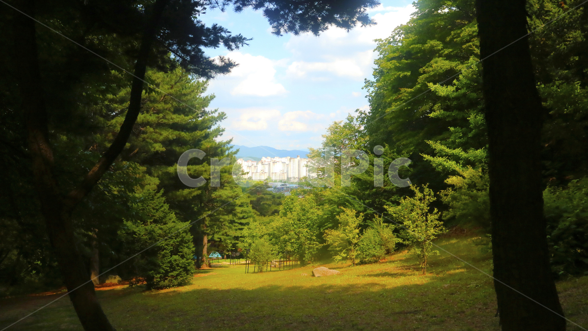 자연,식물,나무,숲,산