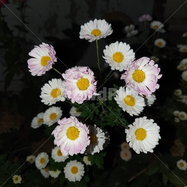 꽃,flower,데이지,자연,식물