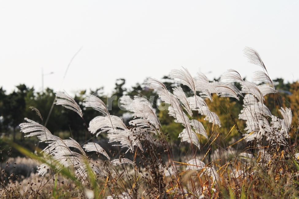 갈대,식물,가을,감성사진,호수,꽃,억새,가을,계절,fall,autumn,season,식물,자연,plants,nature,plant,grass,잔디,lawn