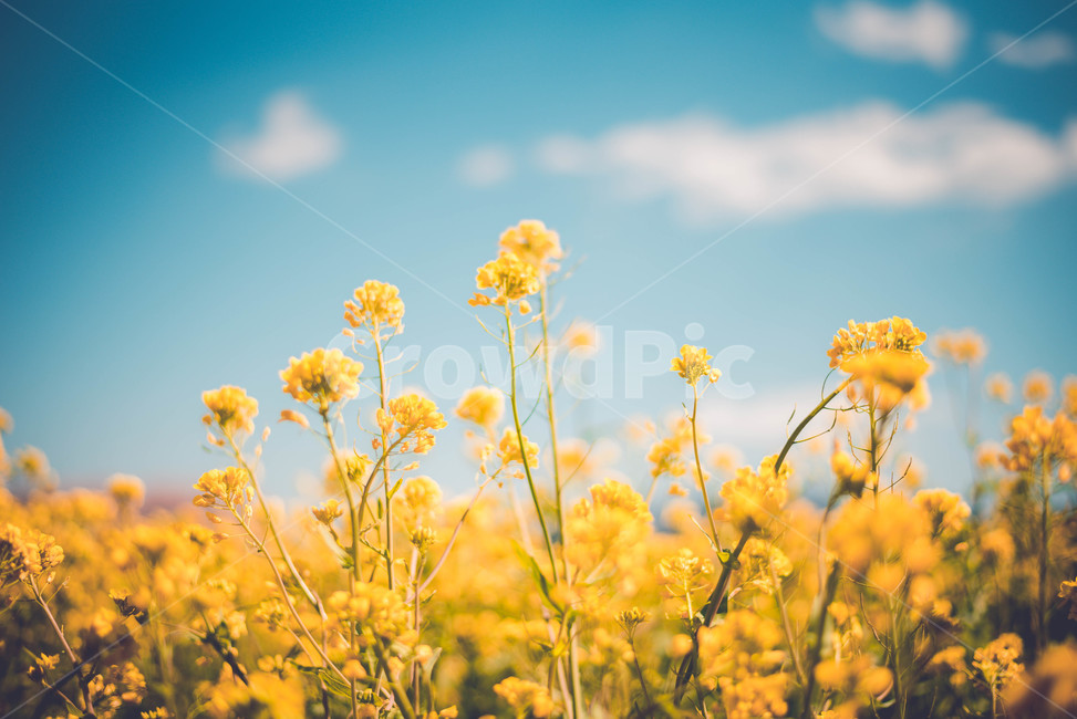 유채,유채꽃,꽃,식물,파란하늘,봄,계절,spring,season,식물,자연,plants,nature,꽃,flower,감성,sensible,feeling,색깔,색상,색채,색감,color sense,color sensitivity,feeling of color,field,들,grassland,목초지,outdoors,옥외