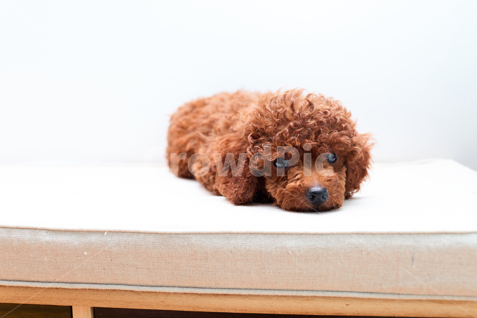 푸들,강아지,개,애완견,반려견,멍멍이,동물,animal,포유류,mammal,개,강아지,dog,doggy