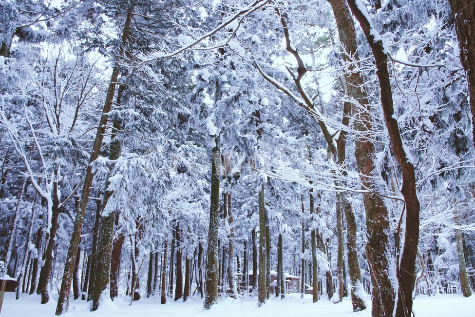 눈,나무,사려니숲,제주도,tree,snow,색감,아름다움,배경화면,겨울,계절,winter,season,자연,풍경,nature,landscape,식물,plants,나무,trees,wood,감성,sensible,feeling,outdoors,옥외,plant