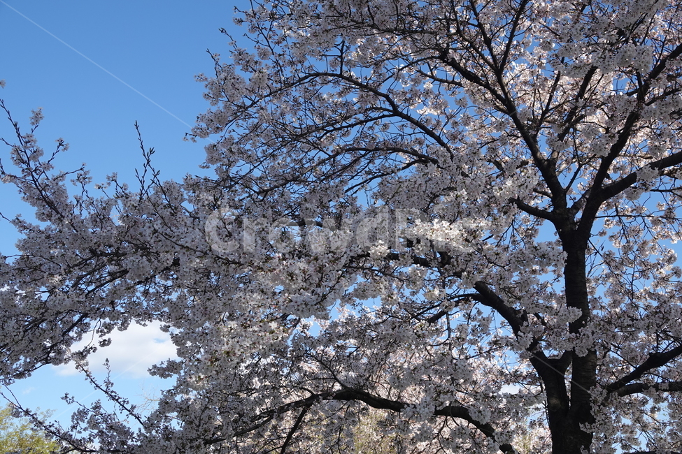 plant,식물,blossom,꽃,flower,식물,자연,plants,nature,꽃,flower,나무,trees,wood