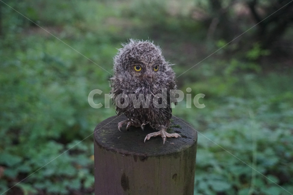 소쩍새,자연,동물,새,천연기념물,동물,animal,조류,새,birds