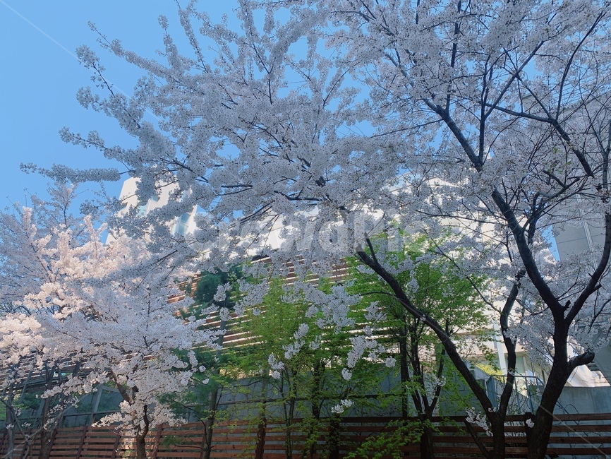풍경,꽃,벚꽃,봄,나무,tree,flower,cherryblossom,blossom