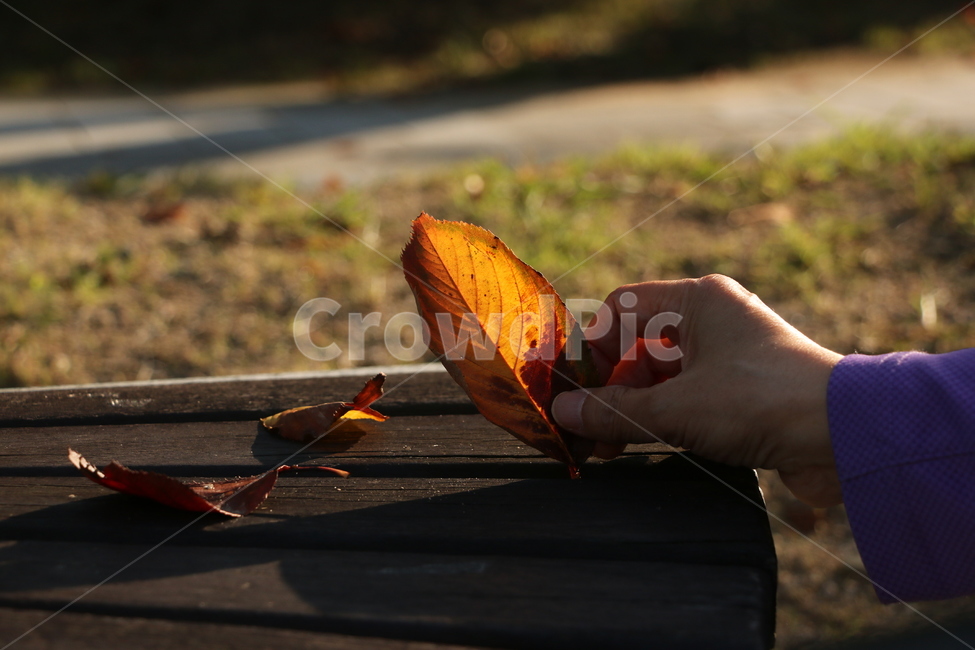 가을,단풍,낙엽,가을낙엽,잎,leaf,plant,식물,손,의자,나무,공원,풀,person,사람,human,인간,감성,가을,계절,fall,autumn,season,bird,새,animal,동물