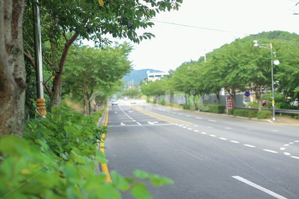 통영,루지,길,도로,나무,자연,풍경,nature,landscape,road,automobile,자동차,transportation,교통,car,차,vehicle,차량,urban,어반