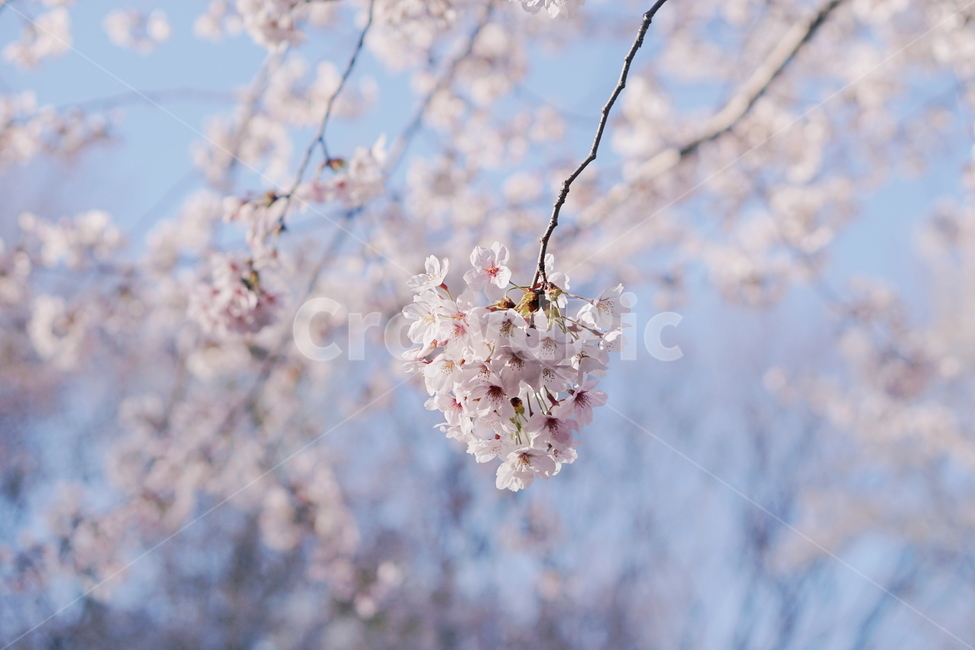 벚꽃,blossom,꽃,cherryblossom,식물,plant,봄,spring,봄,계절,spring,season