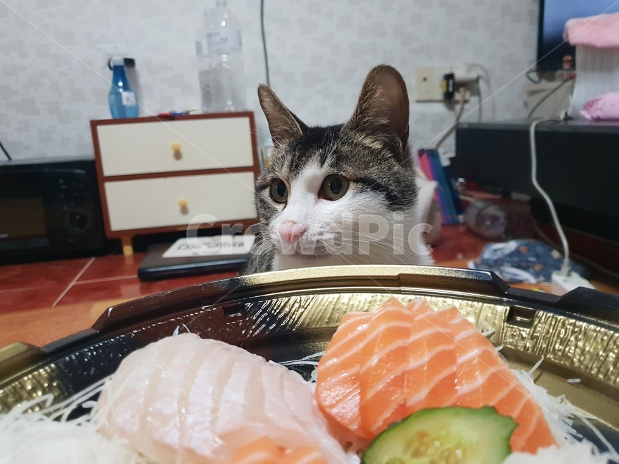 고양이,동물,야옹이,냥이,귀여움,동물,animal,포유류,mammal,고양이,cat,kitten,kitty